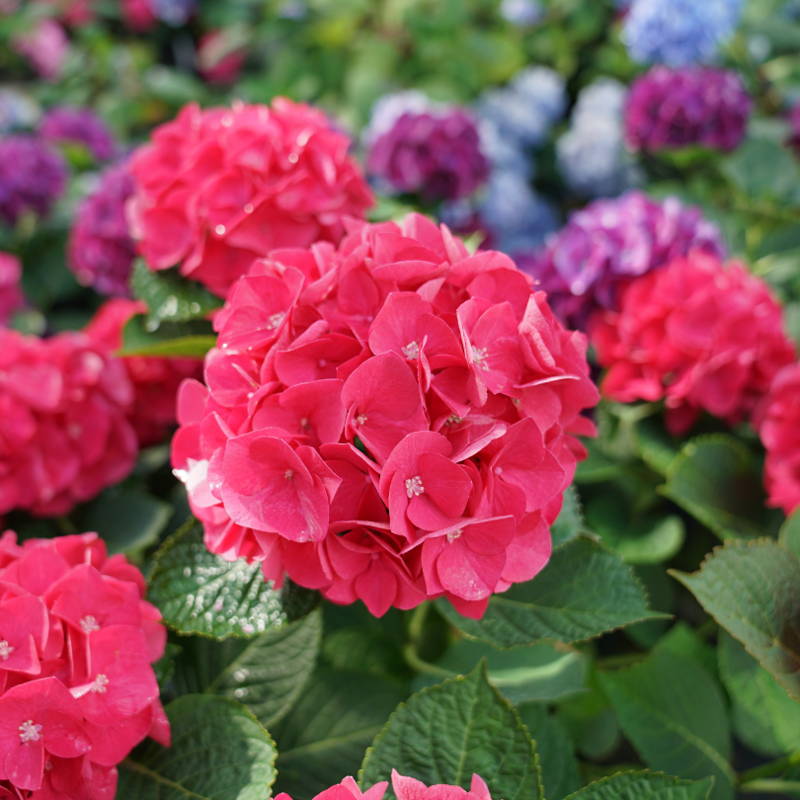 Large pink bigleaf hydrangea flower